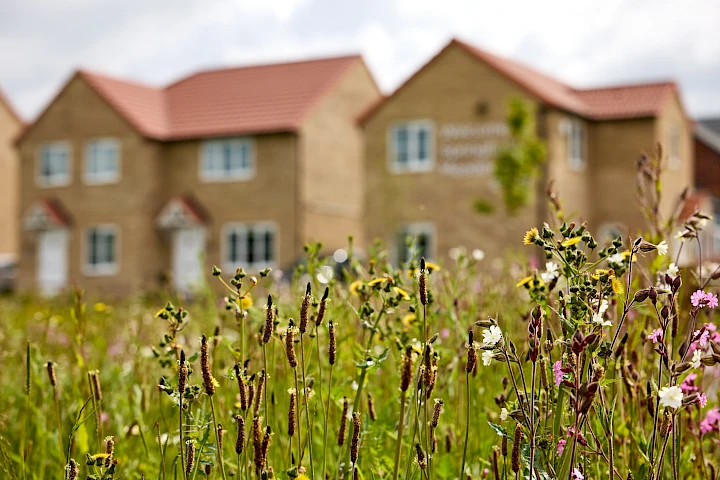 Suds basin and wild flowers at Gleeson development